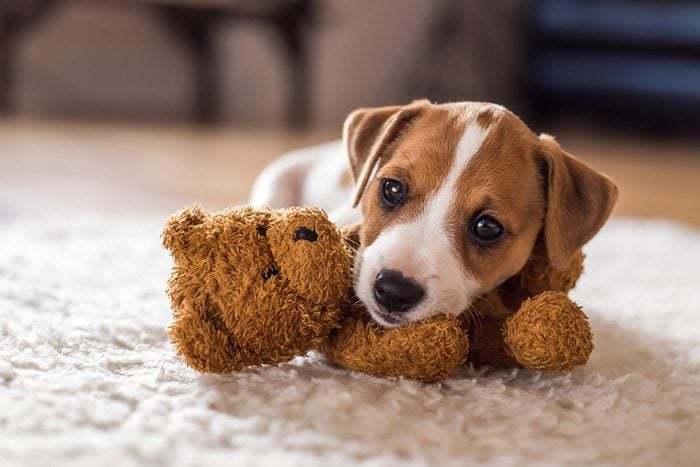 cute puppy cuddles with his teddy bear