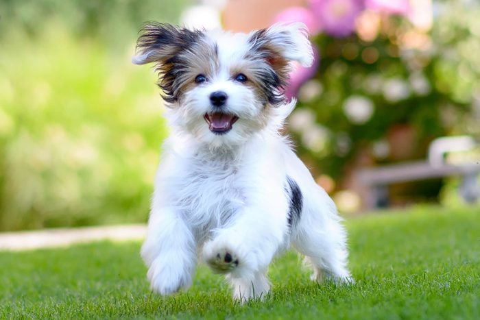 50 Cute Puppy Pictures That You Need to See — Puppy Pictures | Reader&#39;s  Digest
