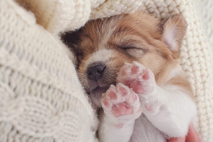 tiny puppy sleeps with his paws in the air