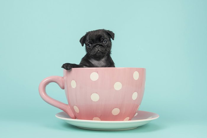 adorable pug puppy in a pink teacup
