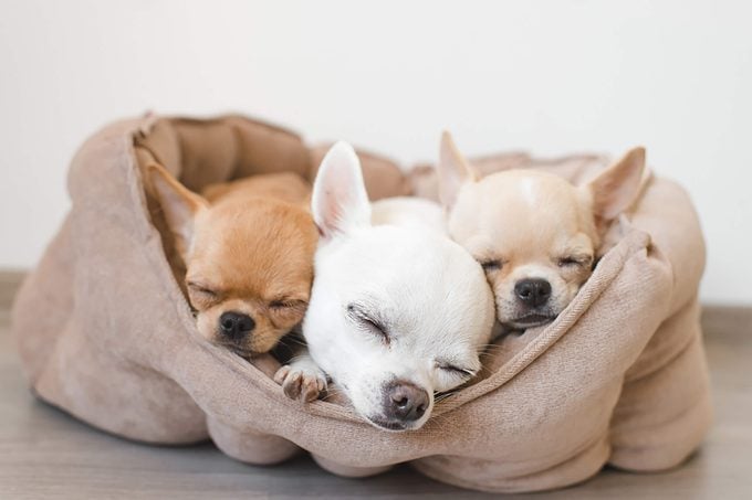 three cute sleeping chihuahuas sharing one bed