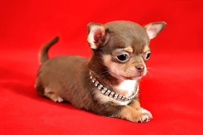 adorable tiny puppy with jewel collar