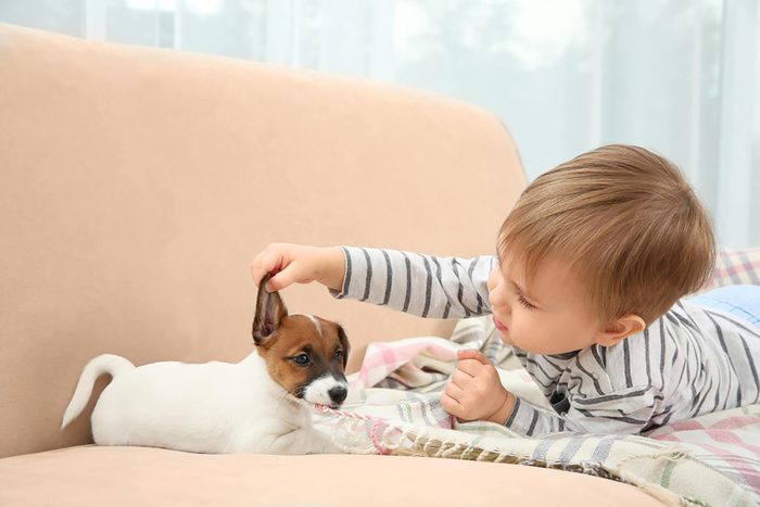baby inspects the ear of an adorable puppy
