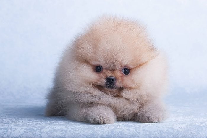 adorable puppy is just a cloud of fluff