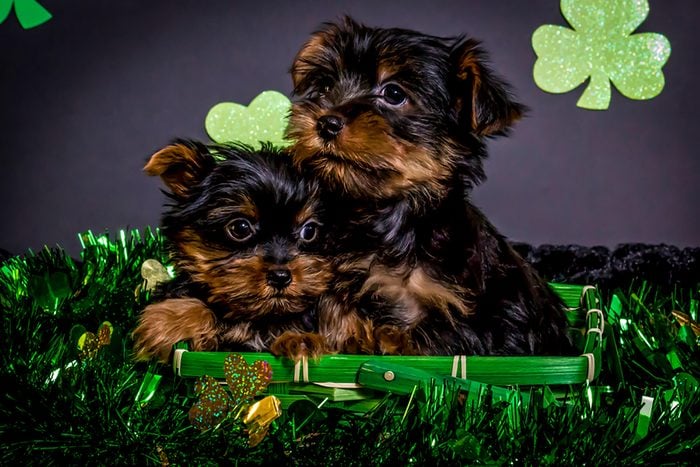two adorable puppies in a st patricks day basket