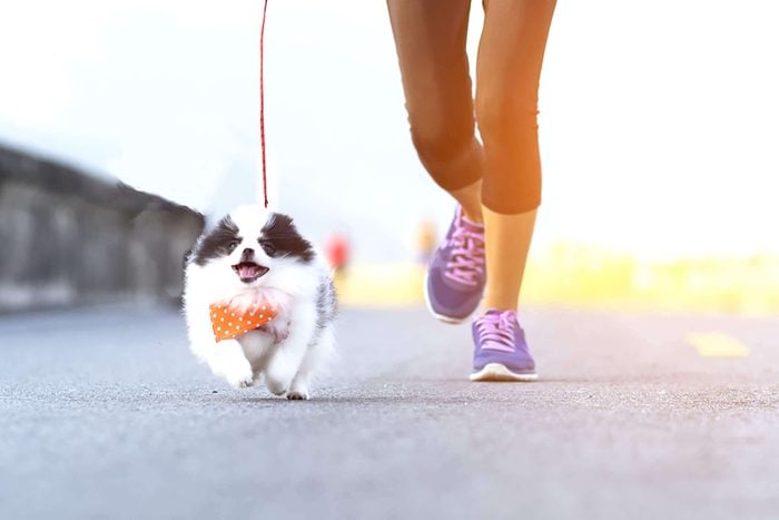 adorable puppy goes for a run with anonymous woman