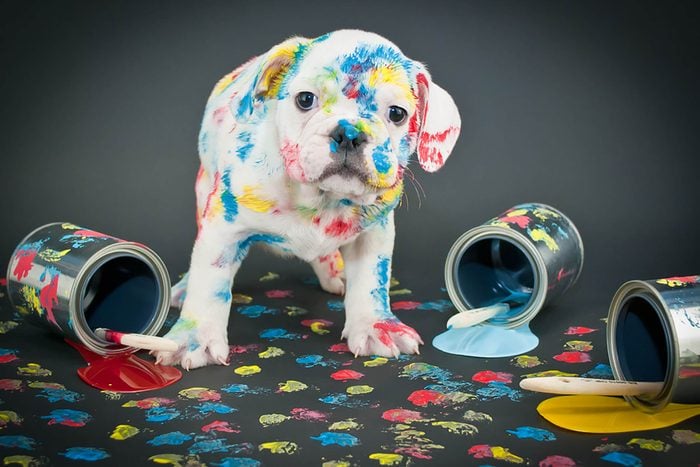 adorable puppy with colored paint on him