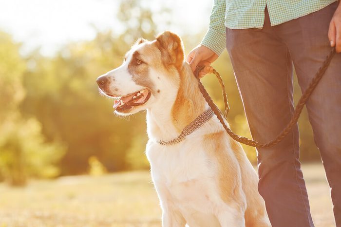 How do you know if your dog feels safe with you?