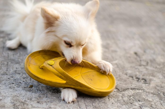 Dog pomeranian playing with flipflop yellow - corrode or bite it