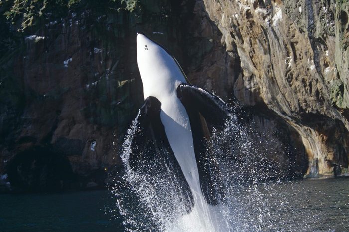 Keiko Star of Free Willy Movie. Orca / Killer Whale (orcinus Orca). Vestmannaeyjar, Westman Islands), Iceland.