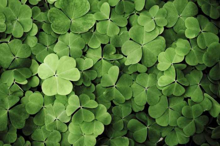 Clover. Texture. St Patrick's Day fun facts.