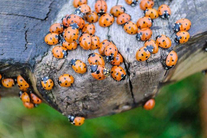 Lots of ladybugs on a wooden bench