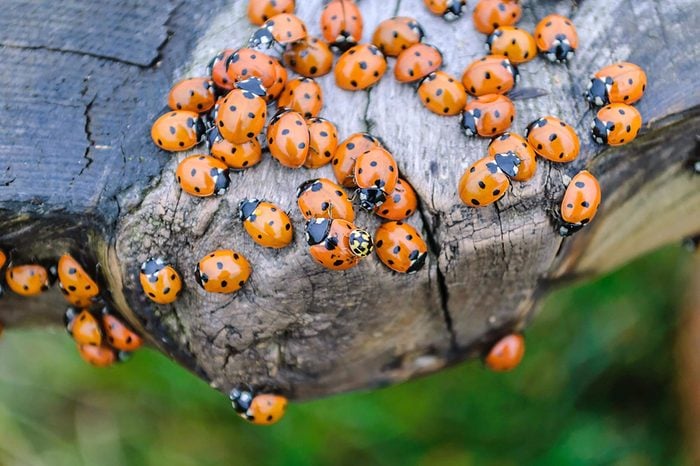 Ladybug Identification & Info  Arrow Exterminating Company, Inc. - Pest  Control and Exterminator Services