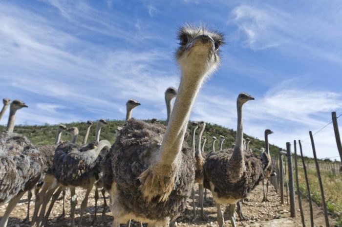 Ostriches (Struthio camelus) on a commercial ostrich farm, Oudtshoorn, Western Cape, South Africa