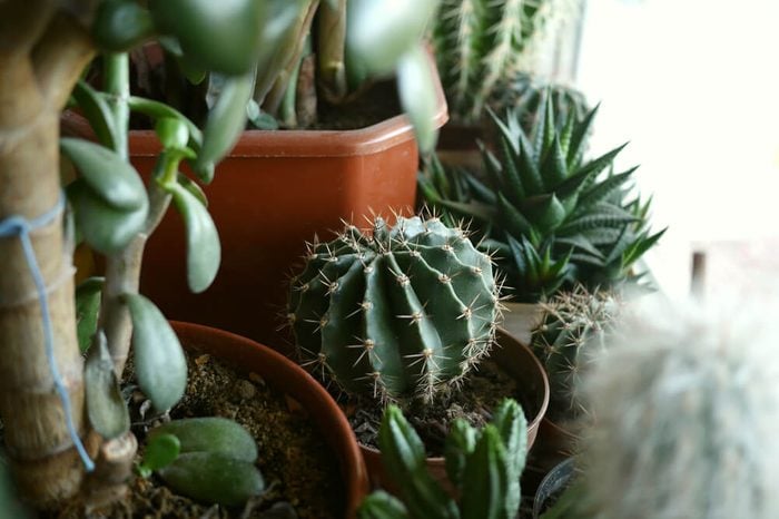 Photo of various green cactus and succulent plants in pots on a windowsill. Decorative indoor plants photo.