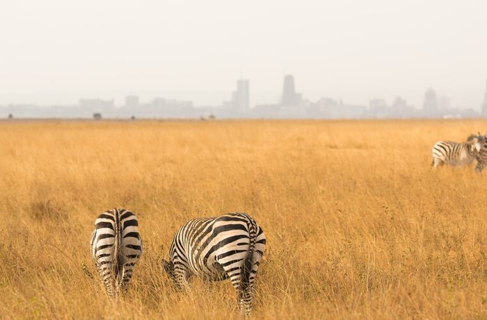 panoramic view from a herd of zebra's walking and grazin on a golden grassfield with the city of Nairobi on background, Kenya