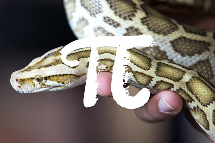 python pi laugh snake