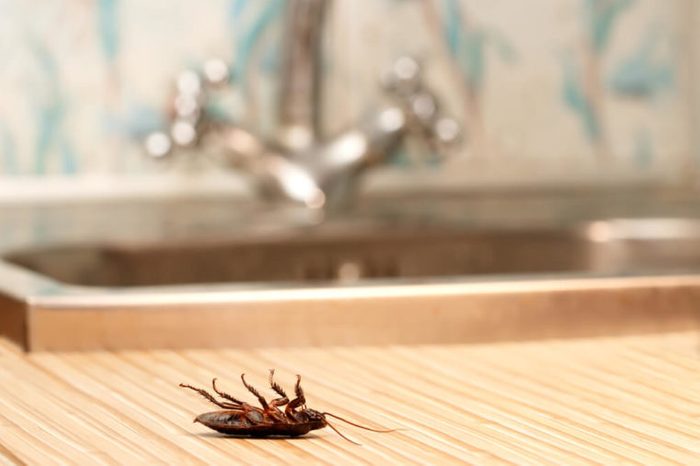 Dead cockroaches in an apartment house on the background of the water faucet. Inside high-rise buildings. Fight with cockroaches in the apartment. Extermination.