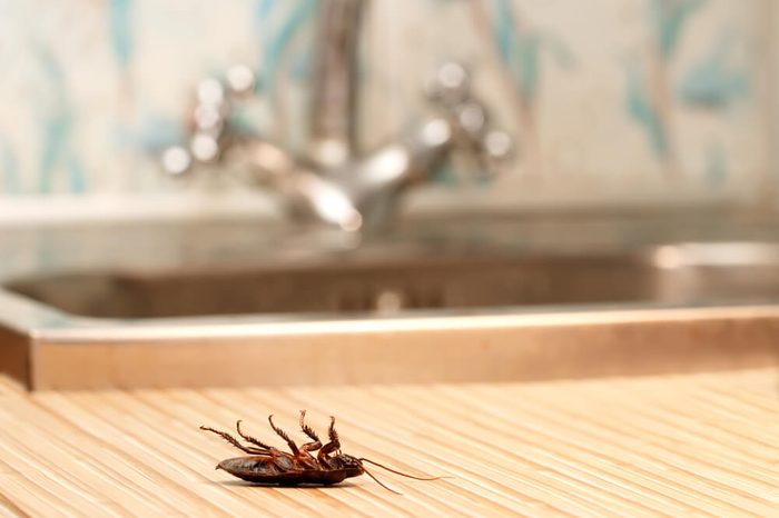 Dead cockroaches in an apartment house on the background of the water faucet. Inside high-rise buildings. Fight with cockroaches in the apartment. Extermination.