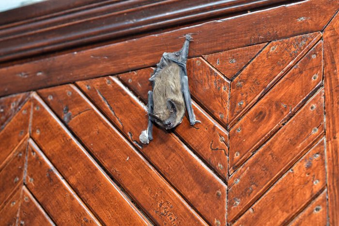 bat sit on the door