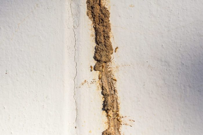 Termite making their route or Mud tunnel