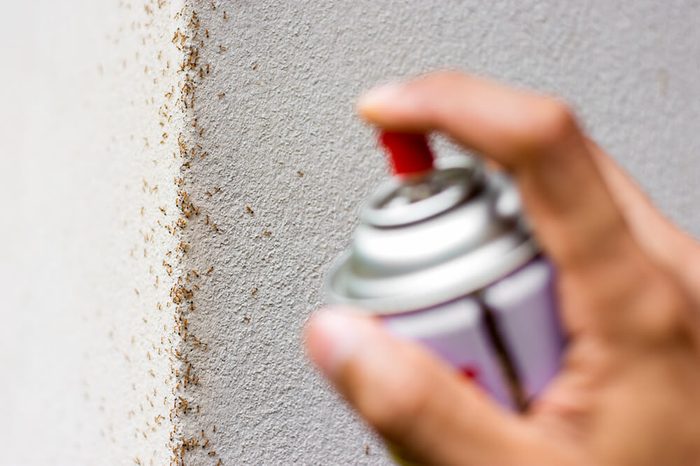 Many ants are walking on the wall. While the men's hands are using spray to eliminate.