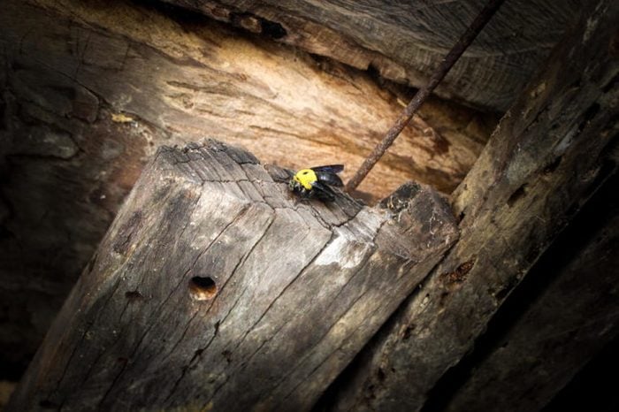 The carpenter bee was moving into its nest ,life cycle of the carpenter bee.