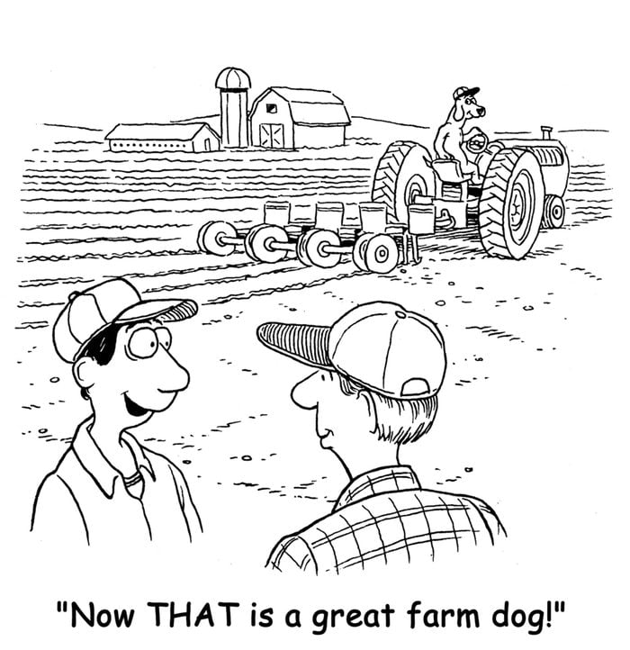 The farm dog is helping the farmer by driving the tractor and the farmer says to his friend, "Now THAT is a great farm dog!".