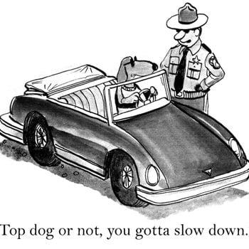 dog cartoon that features a dog driving a car that is pulled over by a police officer