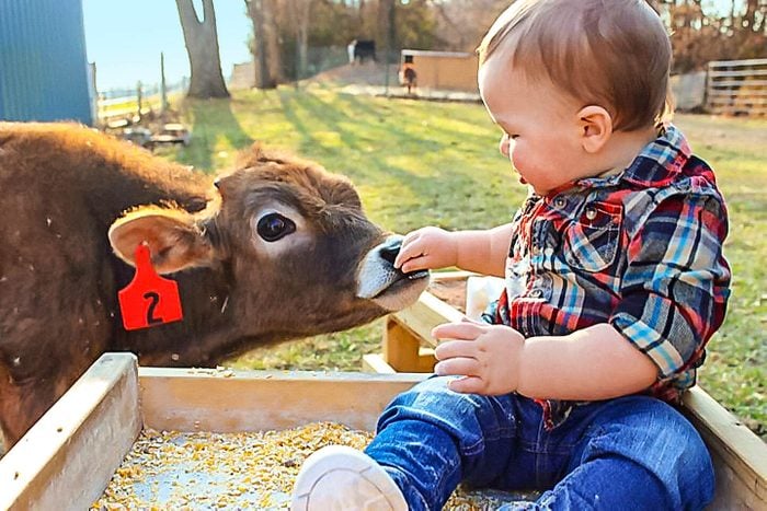 baby feed cow
