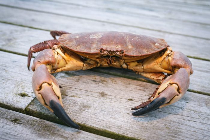 Crab on the weathered wooden terrace