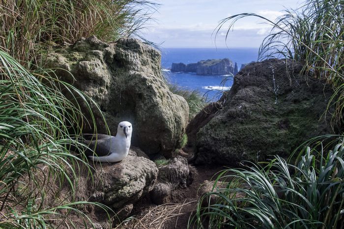 Atlantic Yellow-nosed Albatross with a Spectacular View from the Nest on Nightingale Island