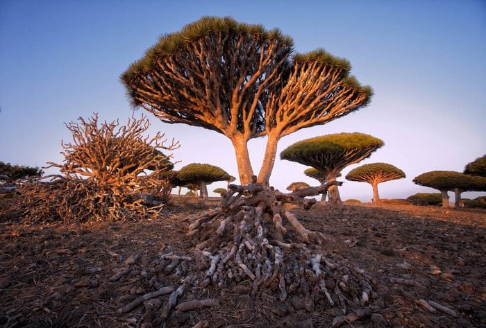 Endemic Dragon tree of Socotra Island on Yemen
