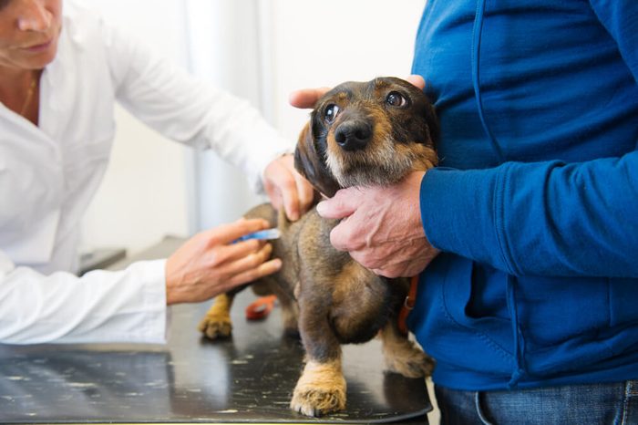 Little dachshund is having fear for the veterinarian