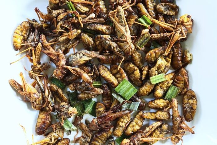 Close-up of fried insect in Thailand eating insects as a snack food