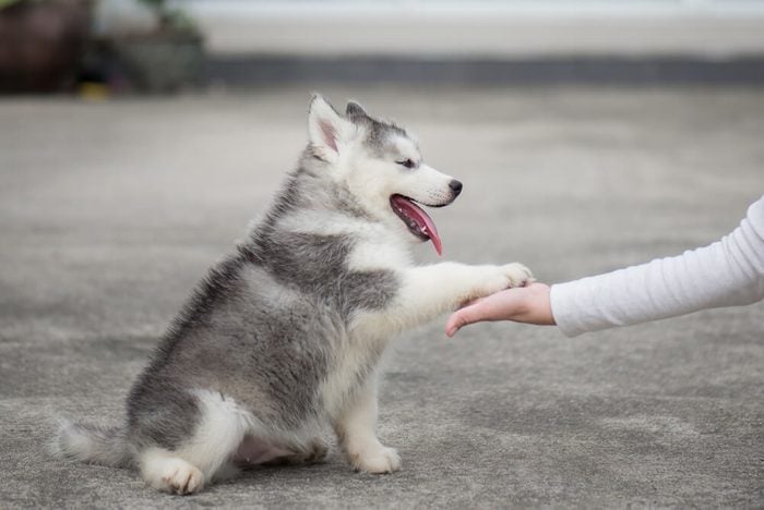 siberian husky puppy gives paw to human hand