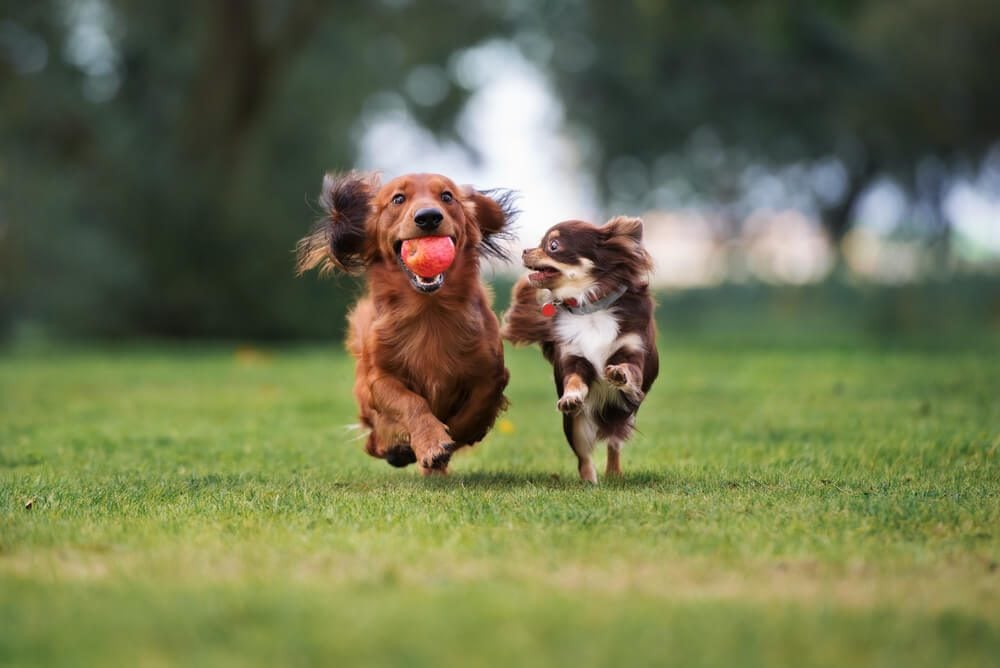 two small dogs playing together outdoors