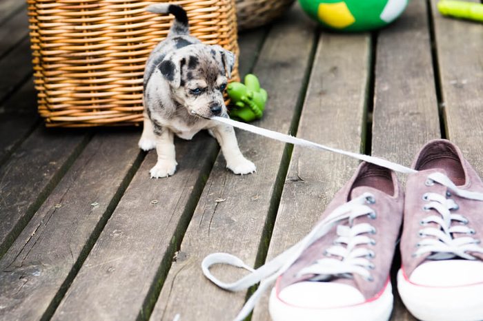 Cute Small Breed Puppy Pulling Laces from Shoes