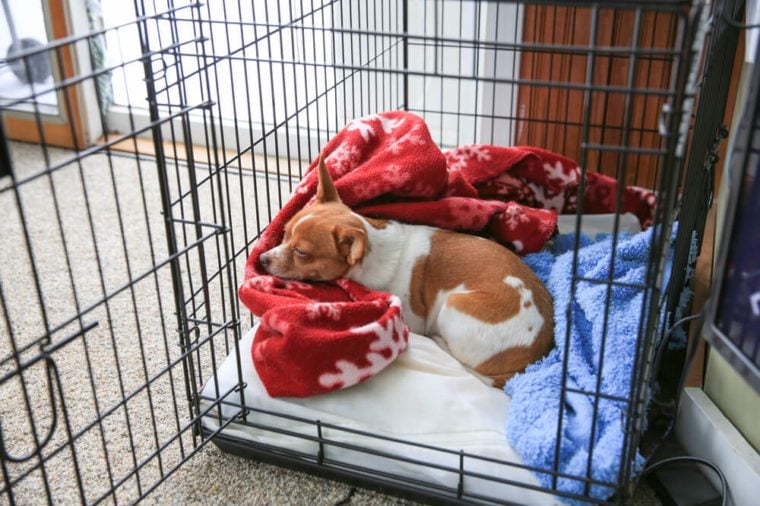 putting blanket over dog crate