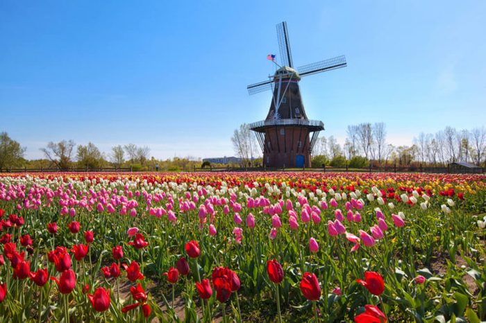 Windmill in Holland Michigan - An authentic wooden windmill from the Netherlands rises behind a field of tulips in Holland Michigan at Springtime.