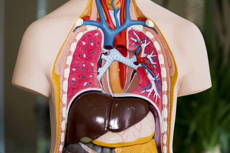 Model of human anatomy.