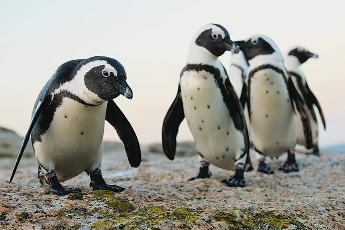 African penguins. South Africa