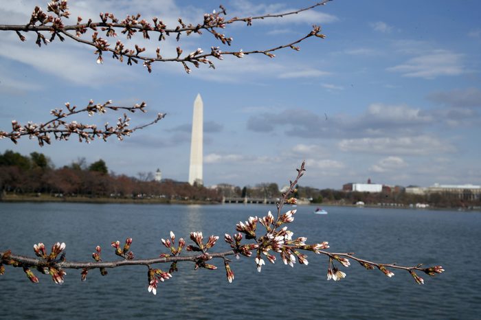 washington monument cherry blossoms