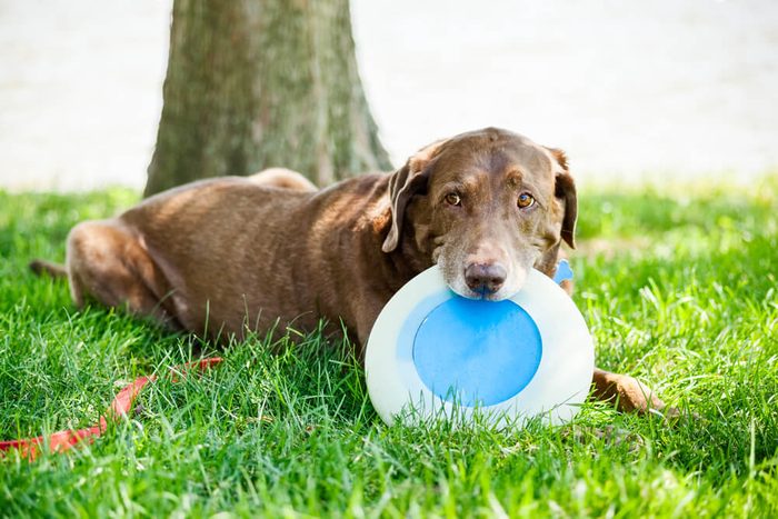 Chocolate labrador retriever dog sitting at the park with a flying disc in his mouth under a tree