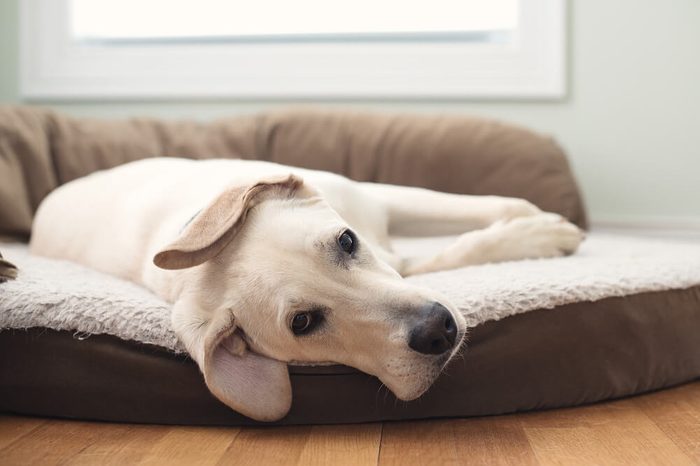 dog-bed_things-you-shouldnt-buy-used