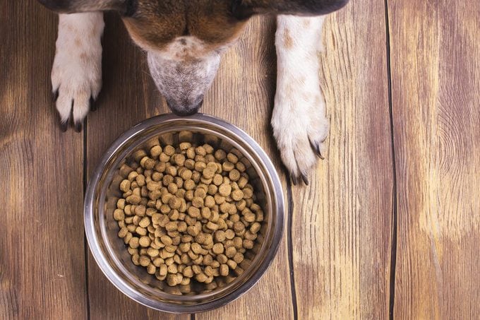 Bowl of dry kibble dog food and dog's paws and neb over grunge wooden floor