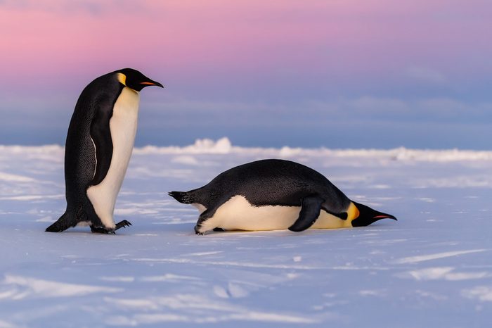 Cute Emperor penguins, one standing one sliding on belly