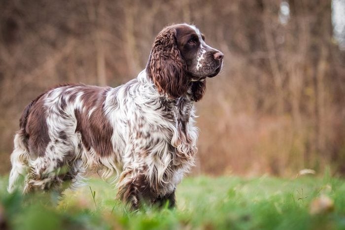 English Springer spaniel stands in the park outside