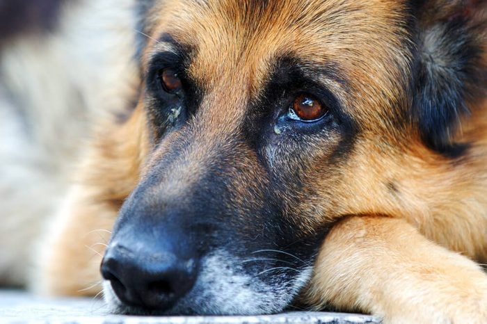 Closeup of a German shepherd dog, leaning on ground with sad face