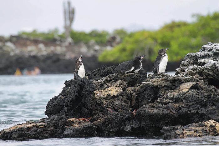 Galapagos Penguins in Isabela island, Galapagos Islands, Ecuador